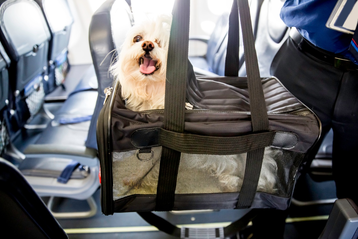 Собака в самолете. Перевоз животных в самолете. Животные в салоне самолета. Провоз собаки в самолете. Можно перевозить собак в самолете